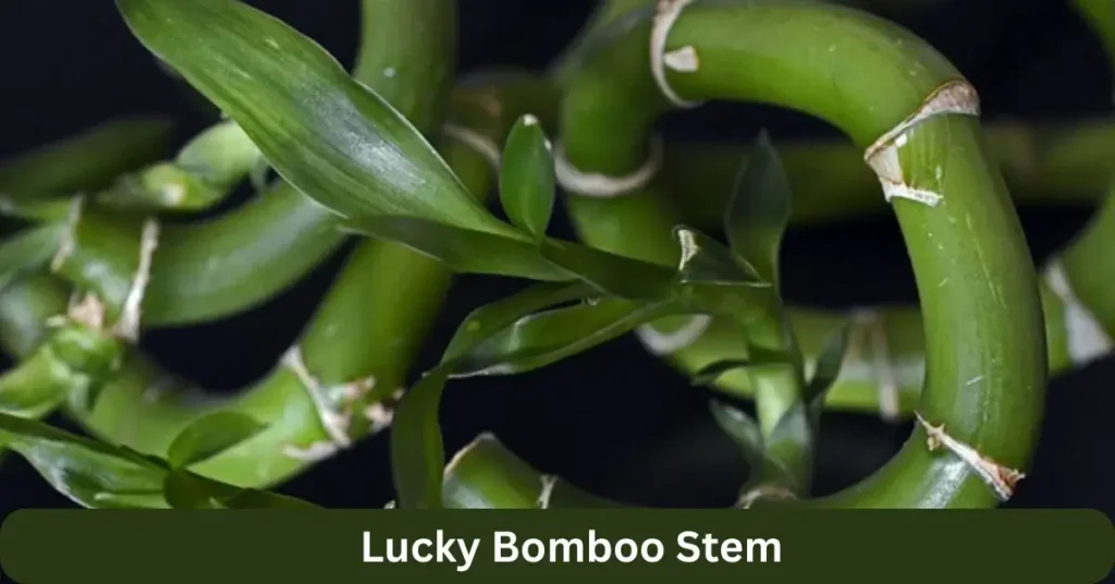 Can Bamboo be grown hydroponically. Lucky bamboo with twisted stms.