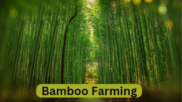 Bamboo Farming