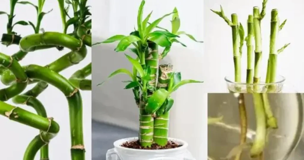 Can bamboo be grown hydroponically. Lucky bamboo with leaves, stems and roots.