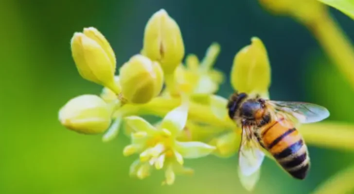 can avocada grow hydroponically. honey bee pollinating the avocado flower.