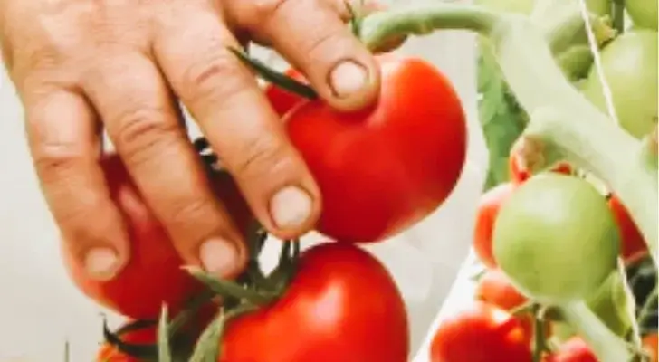 Growing tomatoes hydroponically. harvested tomatoes