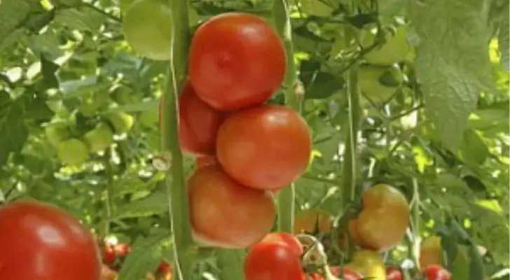 Growing tomatoes hydroponically. tomatoes ready for harvest