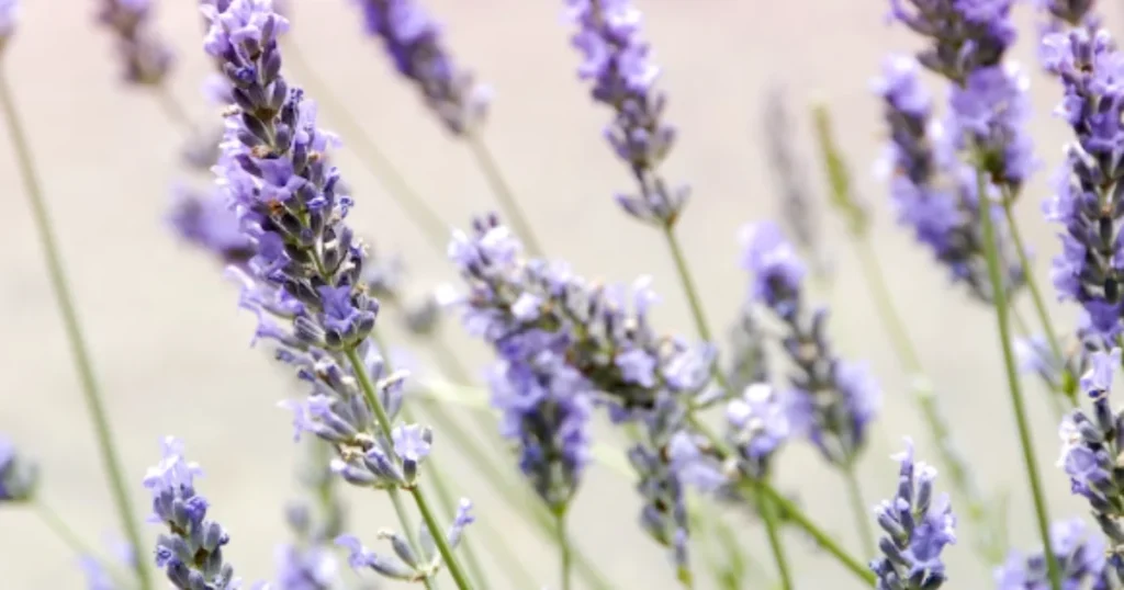 10 Best Air Purifying Plants For Hydroponic Growing Lavender plants with flowers.