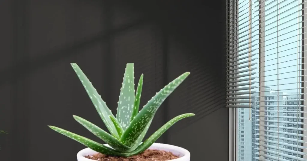 10 Best Air Purifying Plants For Hydroponic Growing. Aloe vera plant in pot.