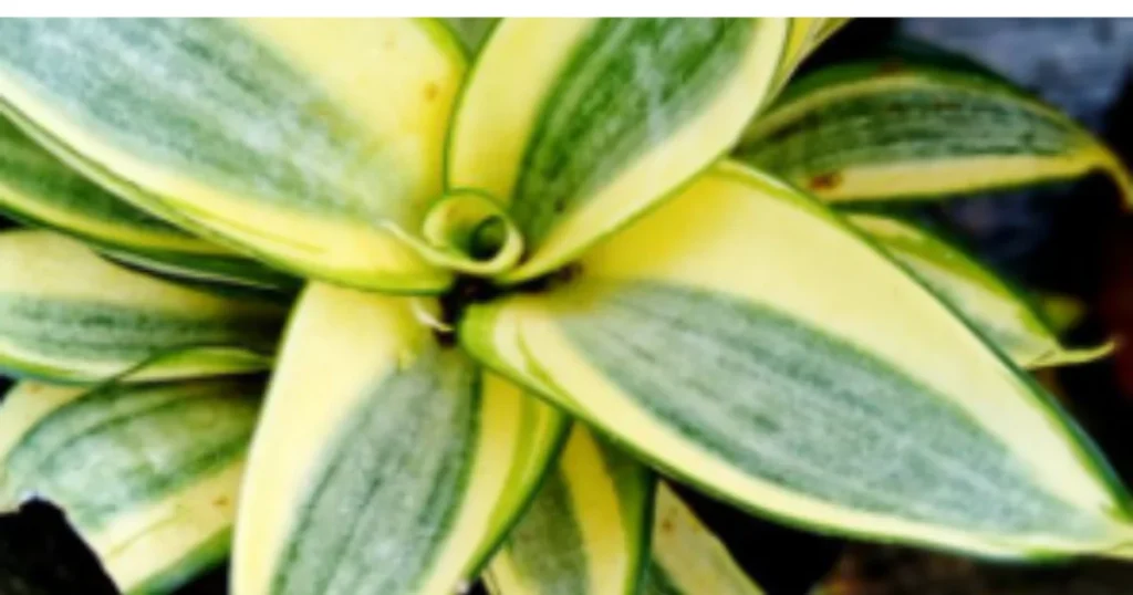 10 Best Air Purifying Plants For Hydroponic Growing. snake plant.