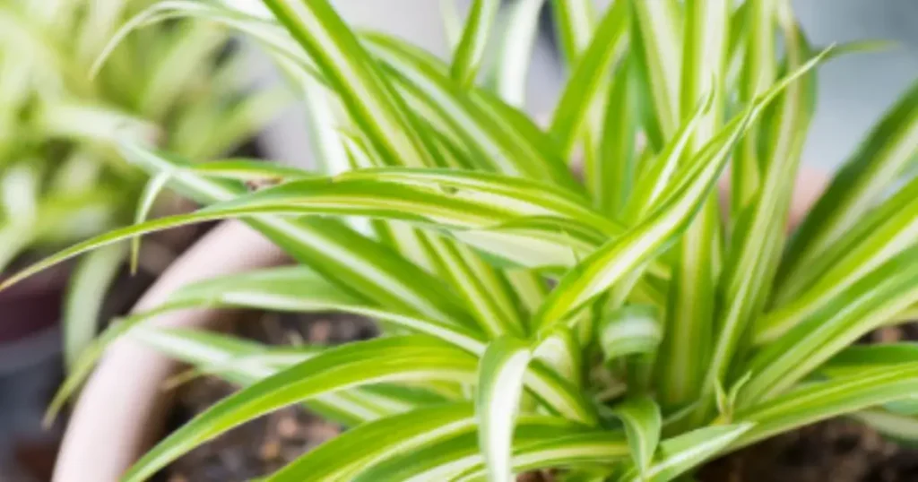 10 Best Air Purifying Plants for Hydroponic growing. Spider Plant in pot.