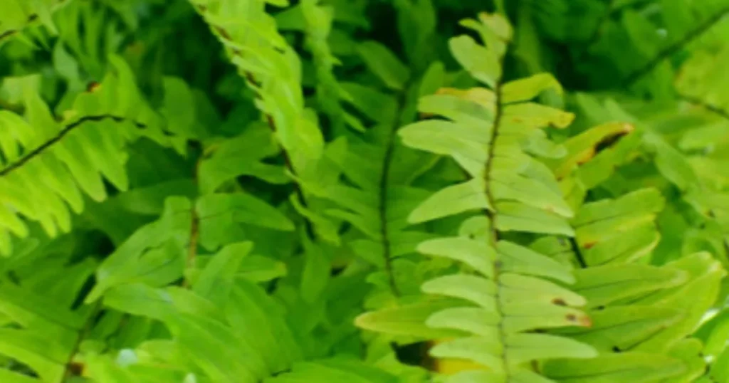 10 Best Air Purifying Plants For Hydroponic Growing. Boston Fern.