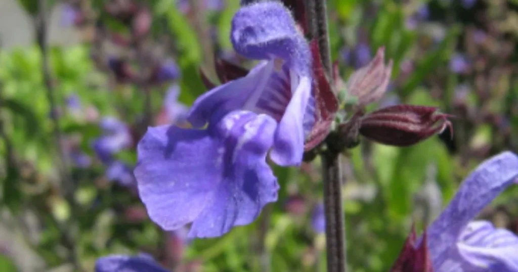 10 Best Air Purifying Plants For Hydroponic Growing. Sage plant with flowers.