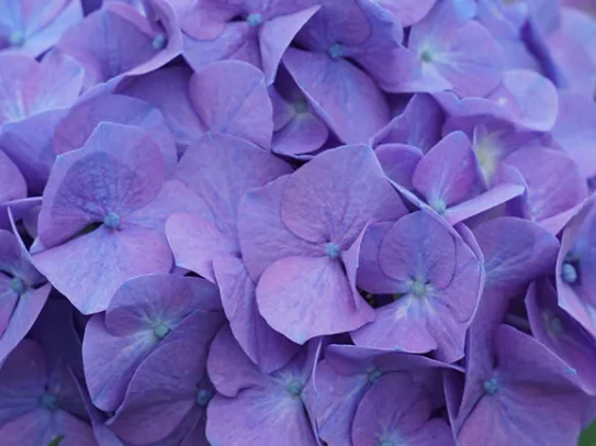 can hydrangeas be grown hydroponically. blue hydrangeas