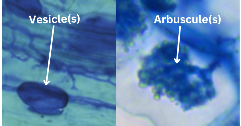 Mycorrhizae to enhance growth of hydroponic vegetables. Endomycorrhizae.