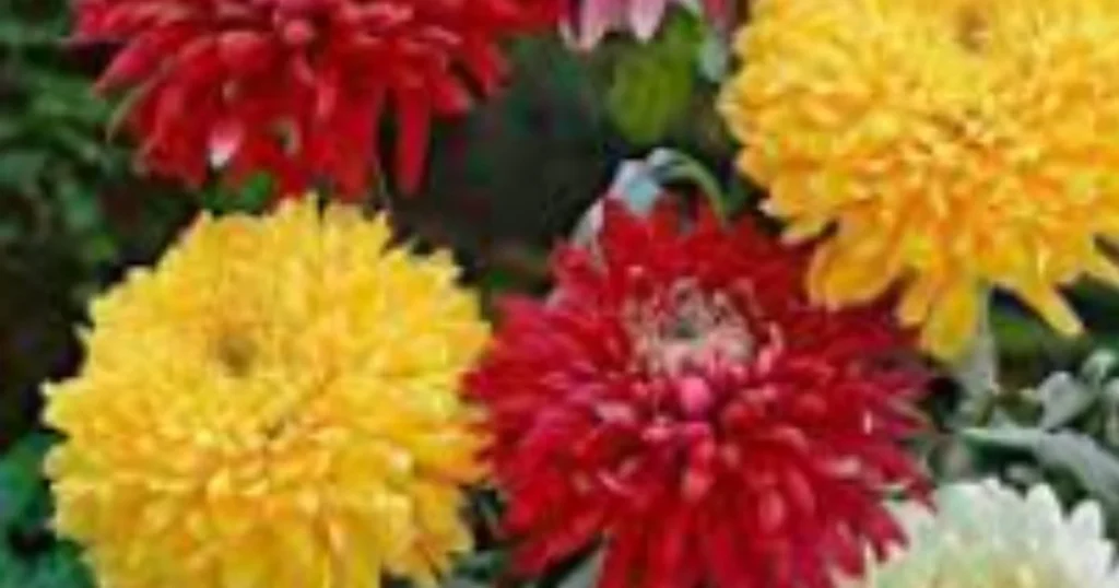 Chrysanthemum (Chrysanthemum morifolium). Yellow and Red Chrysanthemum flowers.