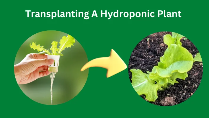 Can you transplant hydroponic plants to soil. Image showing transferring hydroponic lettuce to potting mix/potting soil.