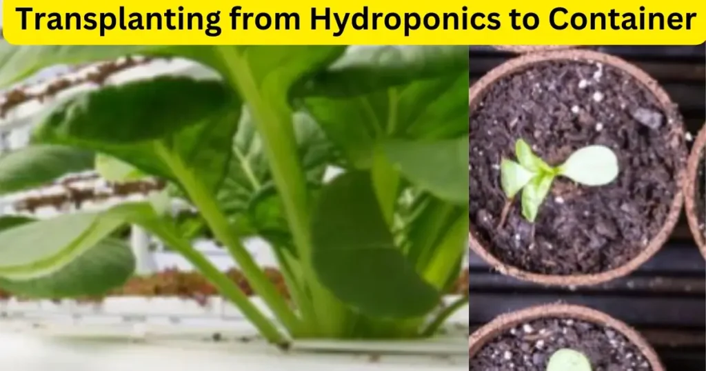 can hydroponic basil transplant to soil. hydroponic to soil.