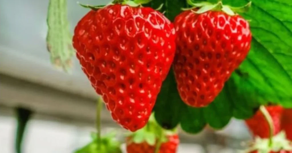 HOW TO SAVE MONEY WITH TOP 5 HYDROPONIC PLANTS LIST IN 2024. Money saving hydroponic plants. Strawberries.