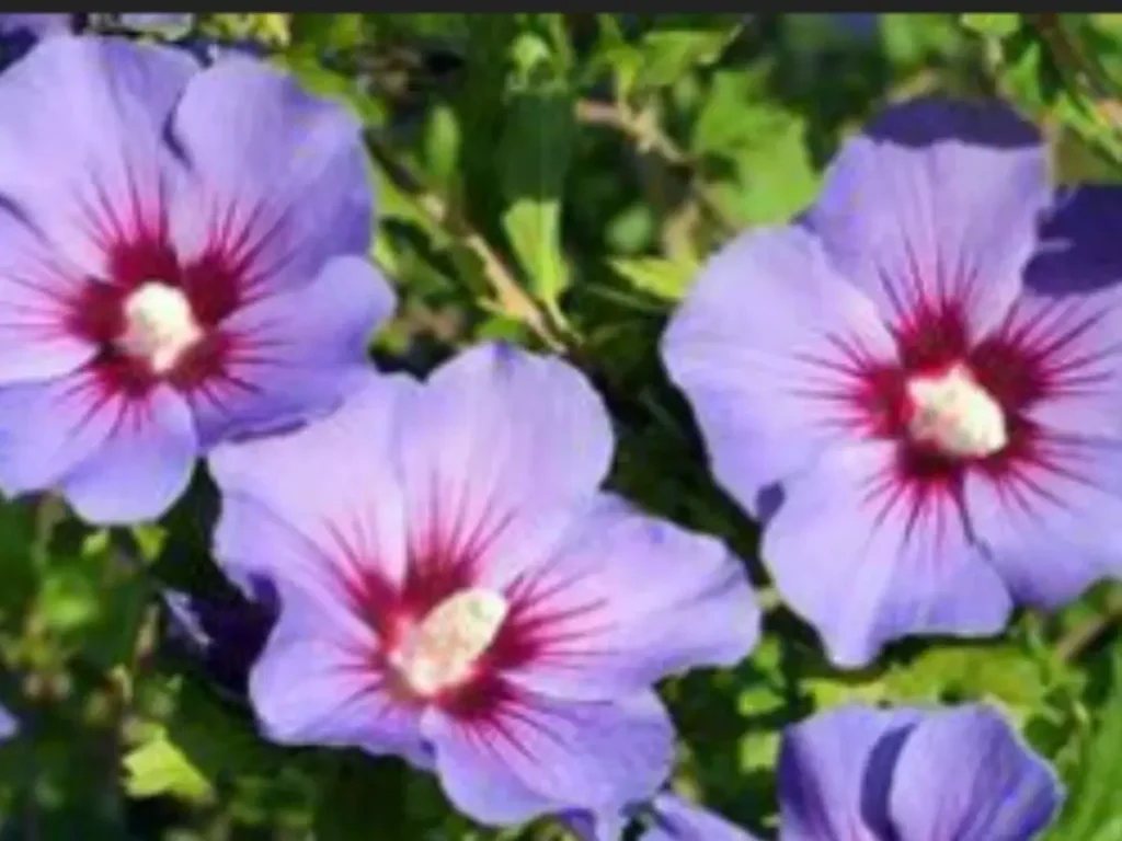 How to Grow Hibiscus in Hydroponics, featured image of hibiscus flowers