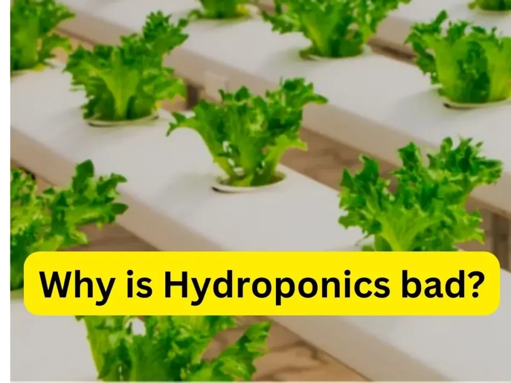 why is hydroponics bad, hydroponic lettuce.