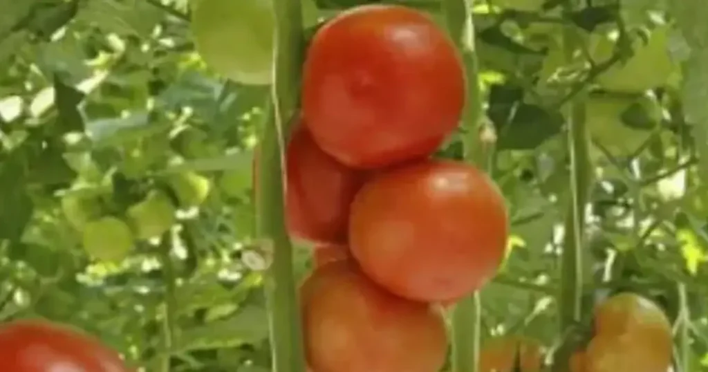 Why hydroponics is bad. Hydroponic tomatoes.