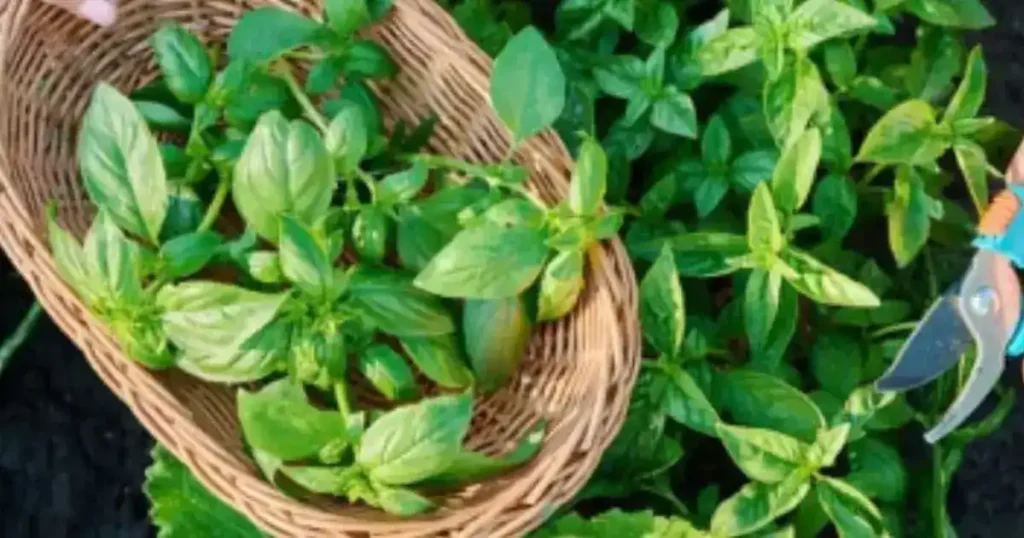 Can hydroponic basil transplant to soil. basil harvesting