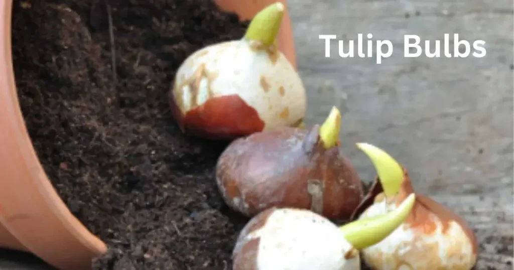 hydroponic tulips care after bloom. the image shows bulbs of tulips.