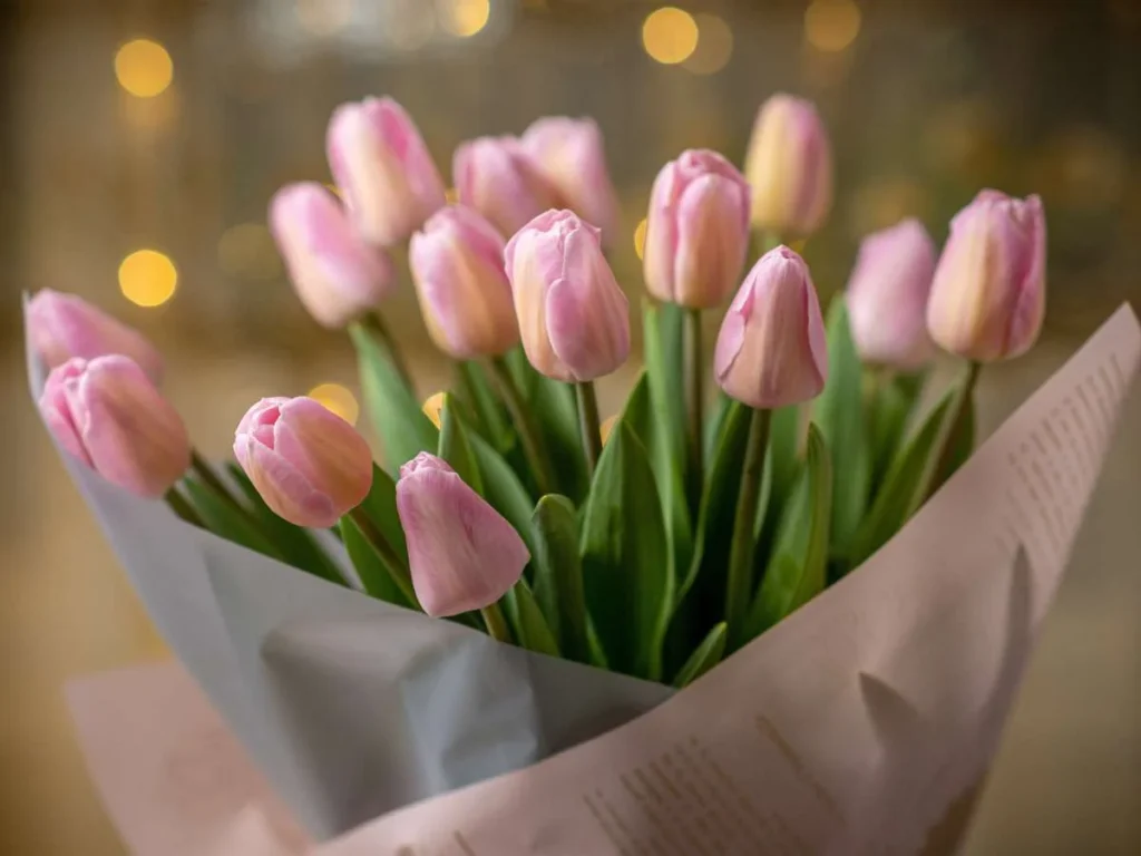 Hydroponic tulips care after bloom. tulip flowers in a wrap.