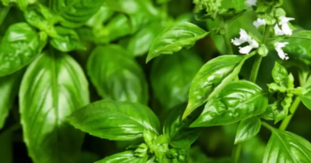 Image: Basil Plant with leaves and flowers.
