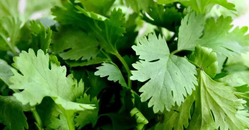 Image: Cilantro Plant with leaves..
