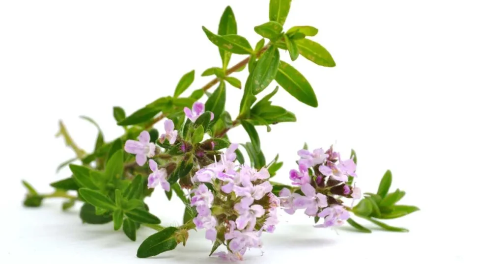 Image: Thyme Plant with leaves and flowers.
Keyword: 10 best herbs for hydroponics.