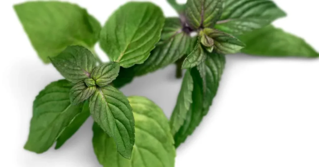 Image: Oregano Plant with leaves.
Keyword: 10 best herbs for hydroponics.