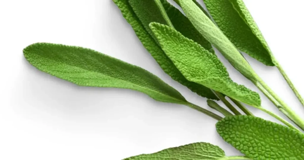 Image: Sage Plant with leaves.
Keyword: 10 best herbs for hydroponics.