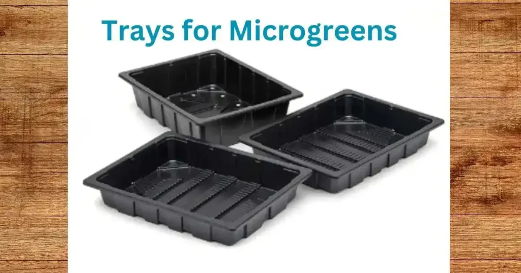 Hydroponic Microgreens. Image showing three trays for growing microgreens.