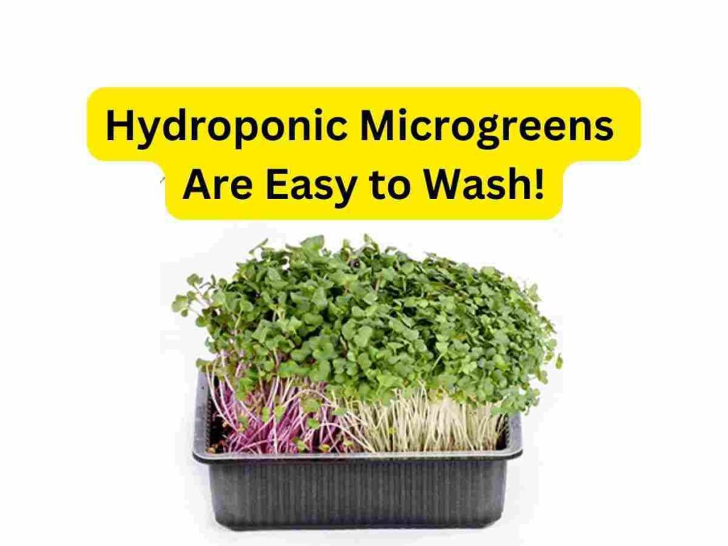 keyword: Hydroponic microgreens. Image: a container with hydroponic microgreens