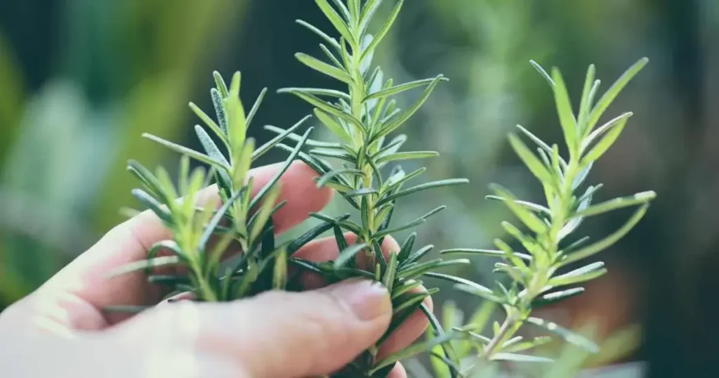 Image: A person is holding Rosemary Plant twig with leaves.
Keyword: 10 best herbs for hydroponics.