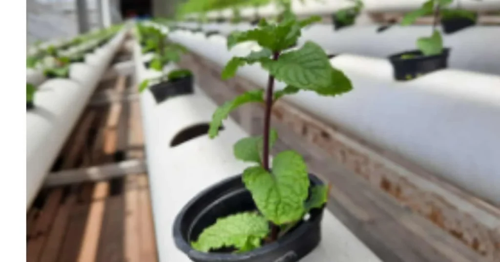 hydroponic mint, hydroponic mint growing in hydroponic environment.