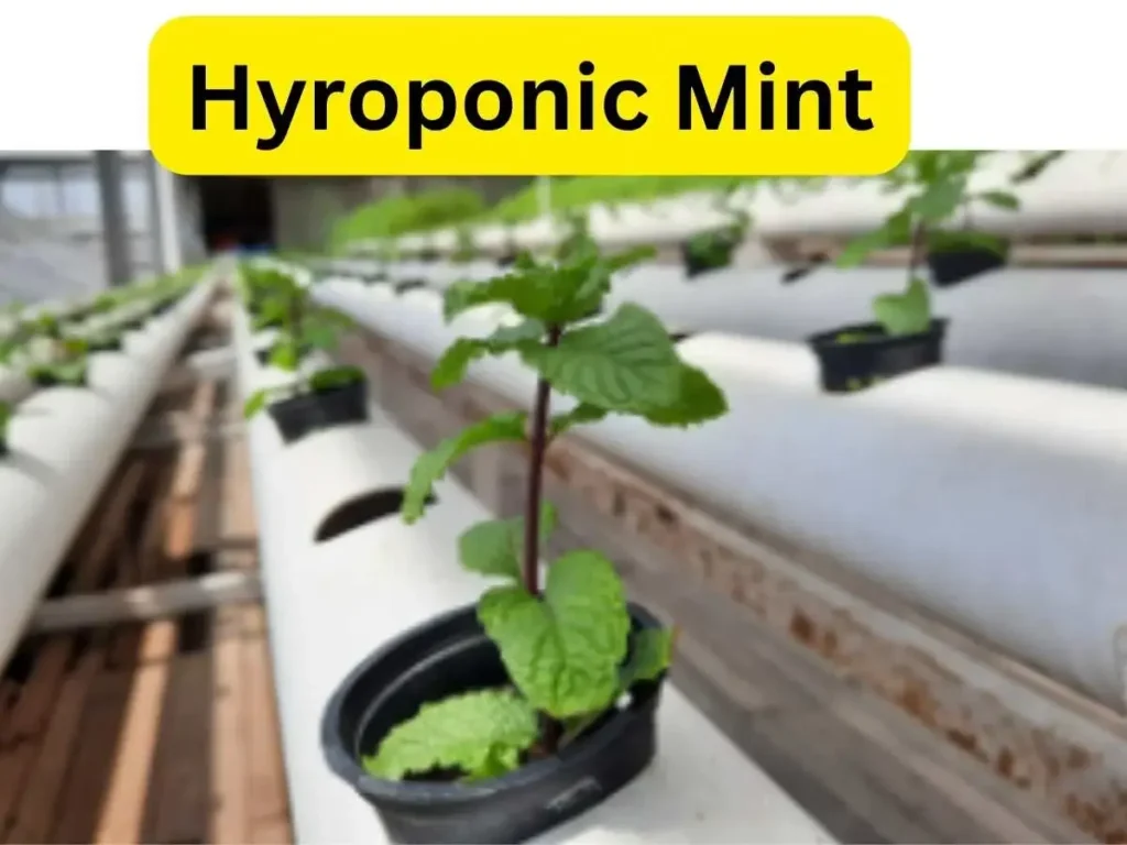 keyword: hydroponic mint, image showing a growing hydroponic mint