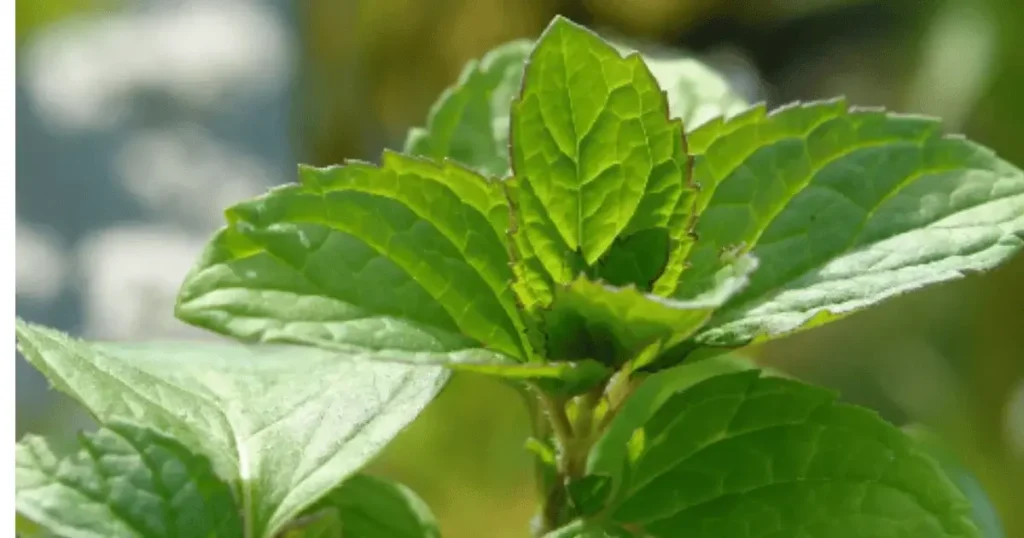 keyword: hydroponic mint. Image: shows foliage of mint plant.