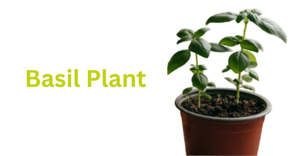 keyword: Can You Transplant Hydroponic Basil to Soil. Image showing a potted basil plant with text basil plant.