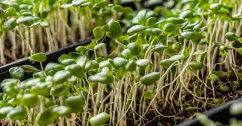 keyword: Microgreens. Image shows microgreens in a tray.